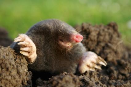 Mole2