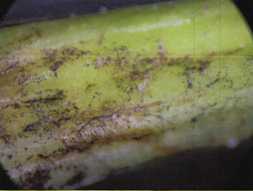 Take-All-Root-Rot-Microscope