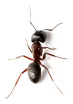 ant-control-hernando-pasco-citrus